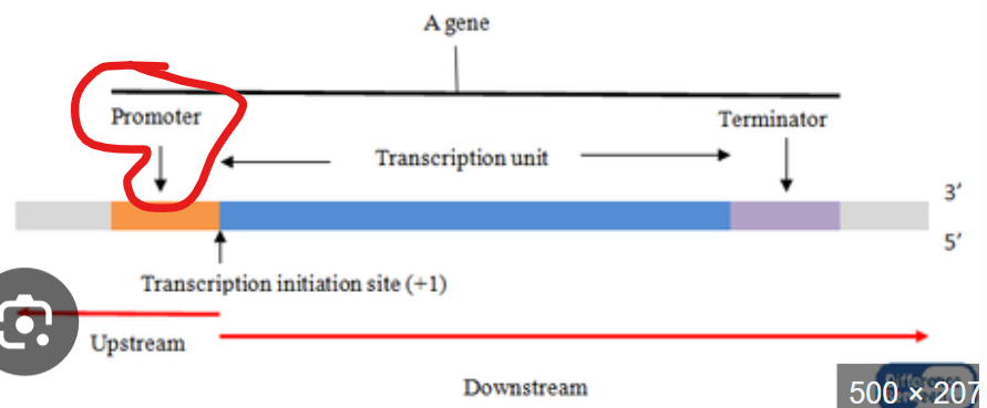 <p>what does it mean when something is proximal?</p>