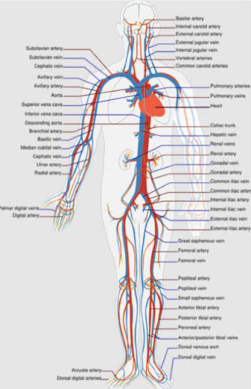 <p>inferior vena cava</p>