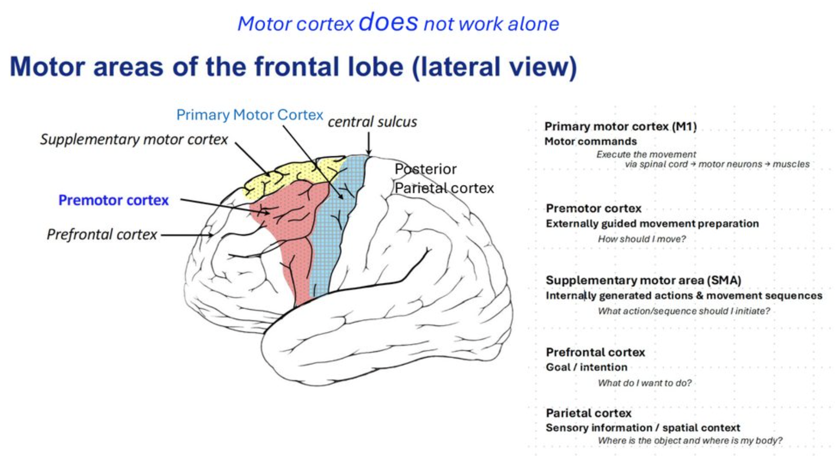 <p>Goal → Plan → Command → Movement</p><p>Consists of:</p><ul><li><p>Primary motor cortex</p></li><li><p>Premotor cortex</p></li><li><p>Supplementary motor area</p></li><li><p>Prefrontal cortex</p></li><li><p>Posterior parietal cortex</p></li></ul><p></p>