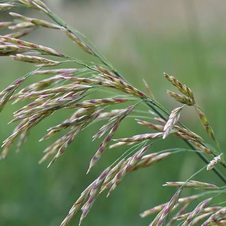 <p>allelopathic, invasive, weird wrinkle in middle of leaf</p>
