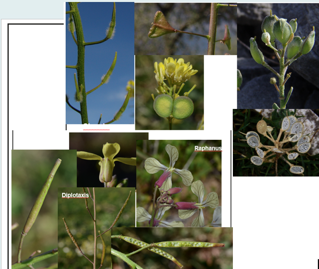 <p><span><strong>Brassicaceae</strong></span></p>