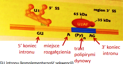 <p>Splicosom+snRNA tną pre-mRNA w miejscach charakterystycznych </p>