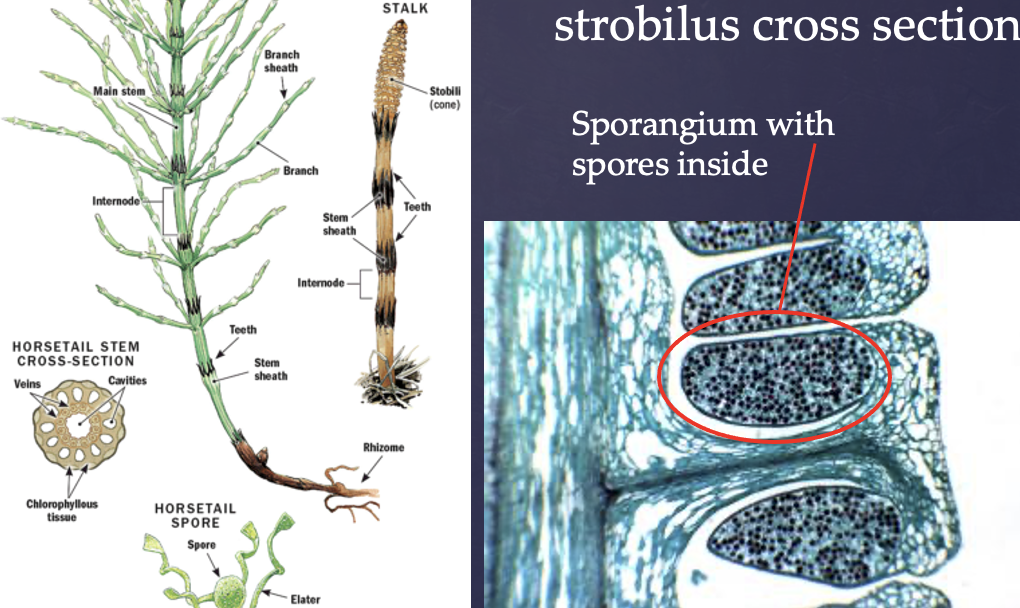 <p>A type of horsetail, which is a vascular seedless plant</p><p>The pieces are internodes, the connectors are nodes, and the top is the strobilus</p><p>The hanging parts are sporangium and the dots inside are spores</p>