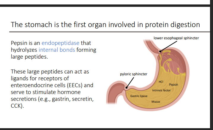 <p>ligands </p><ul><li><p>hormone secretions (e.g., gastrin, secretin, CCK).</p></li></ul><p></p>