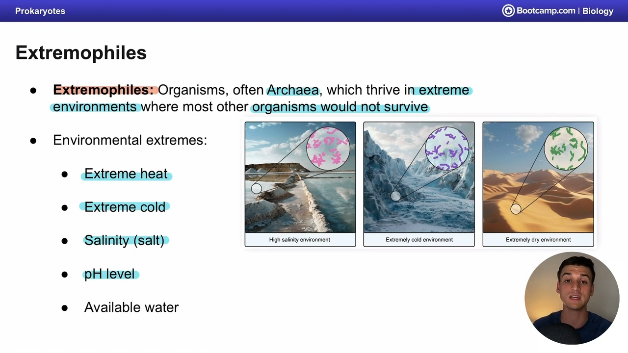 <p>organisms, often archea able to thrive in extreme environments, where others would not survive </p>
