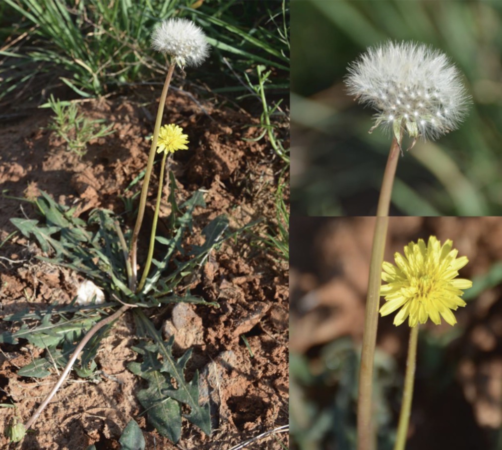 <p>Dandelion Latin name</p>