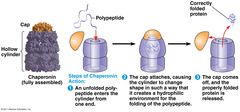 <p>a protein complex that assists in the proper folding of other proteins</p>
