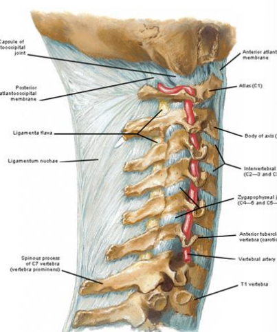 <p>continuous with supraspinous ligament</p><p>trianggle base of skull and C1-7 and T1, stability and head flexion gaurd</p>