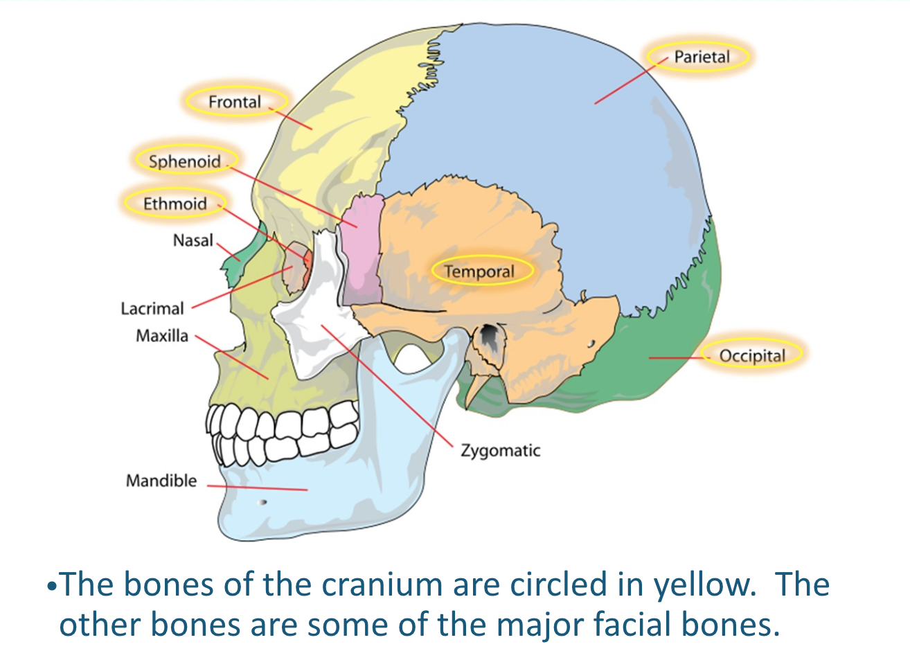<ul><li><p>22 bones</p><ul><li><p>Cranial Bones and Facial Bones</p></li></ul></li><li><p>Protect the brain, support the facial structure</p></li><li><p>House the special sense organs</p></li><li><p>Most skull bones are joined together by immovable joints called <strong>sutures</strong></p></li></ul><p></p>