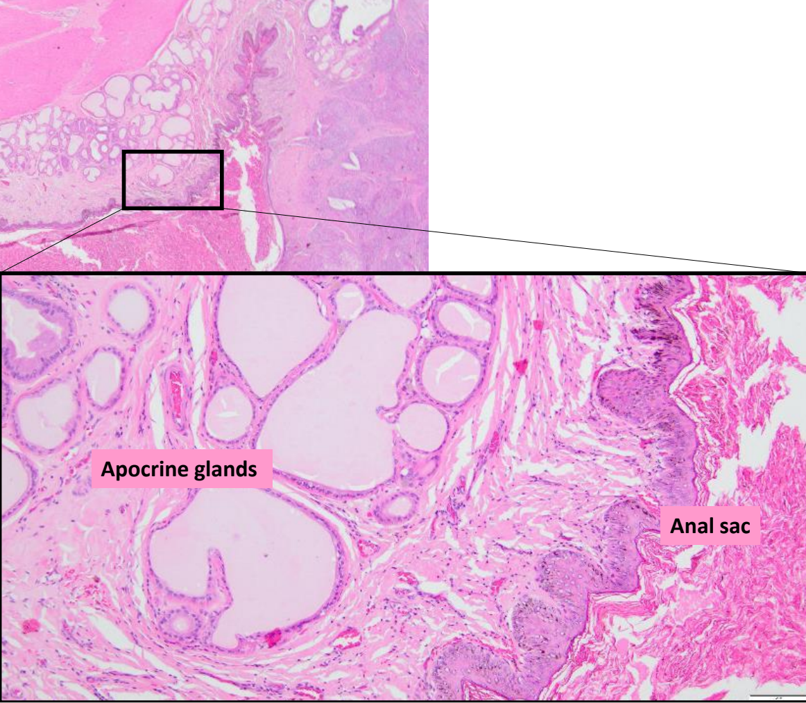 <ul><li><p><strong>anal glands</strong>: specialized apocrine glands that open directly onto the anal skin via a duct at the rectoanal junction</p><ul><li><p>similar apocrine glands line the anal sacs</p></li></ul></li><li><p><strong>anal sacs</strong>: squamous lined cystic cavity containing odiferous secretions</p></li></ul><p></p>
