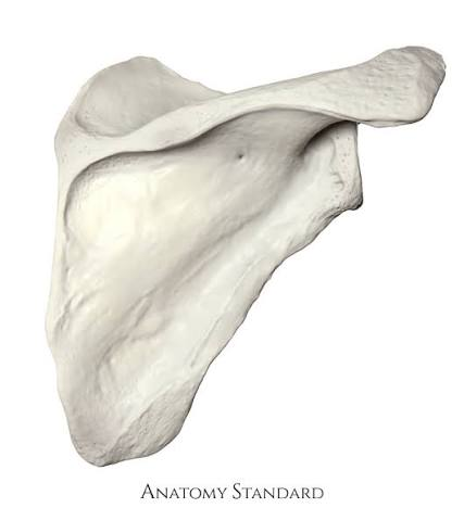 <p>Also known as the shoulder blade</p>