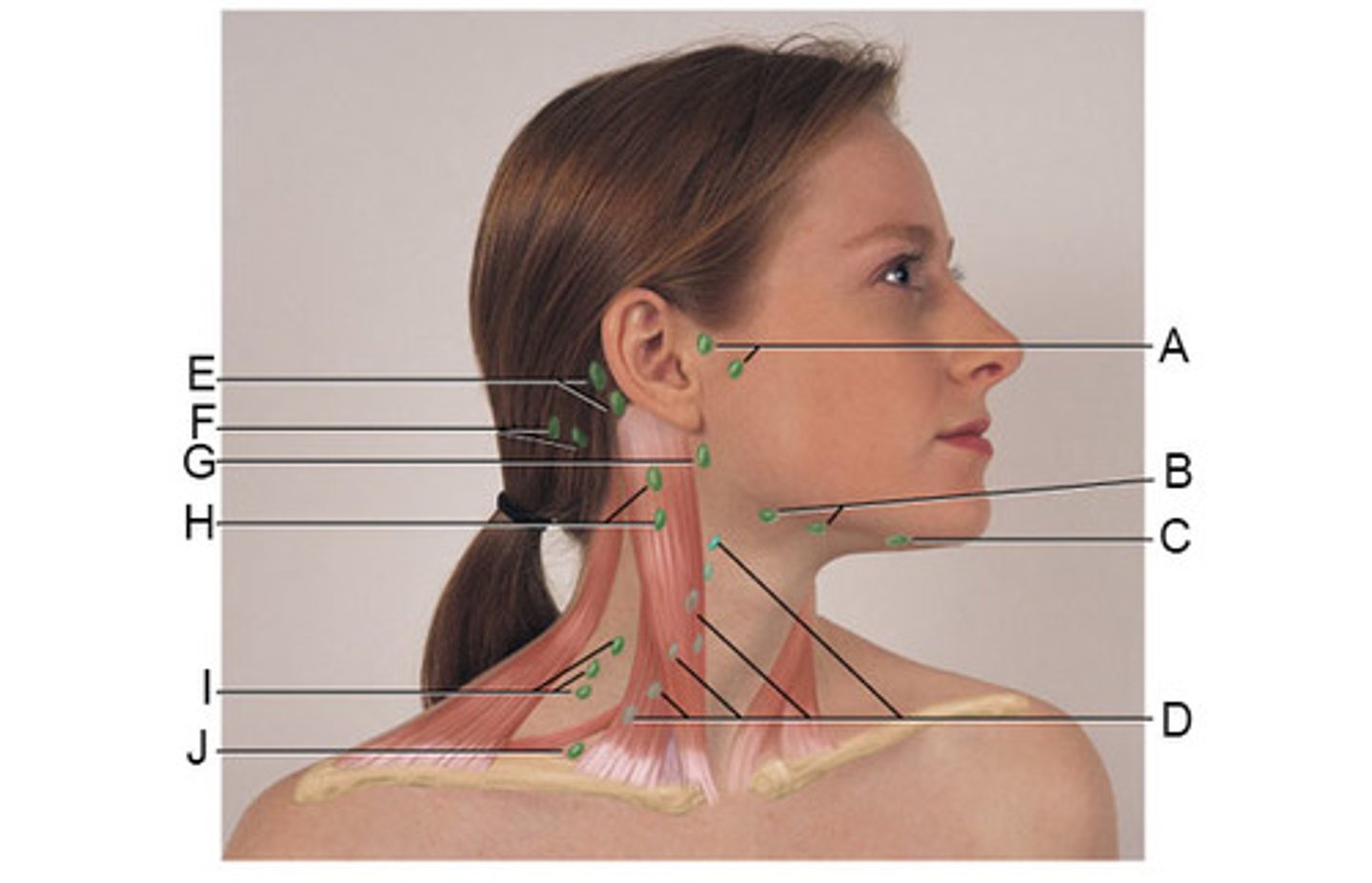 <p>D in the photo</p><p>palpate for these nodes in the midline between the SCM muscles and superior between the hyoid and manubrium.</p>