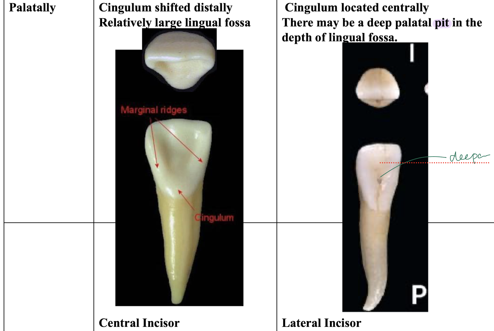 knowt flashcard image