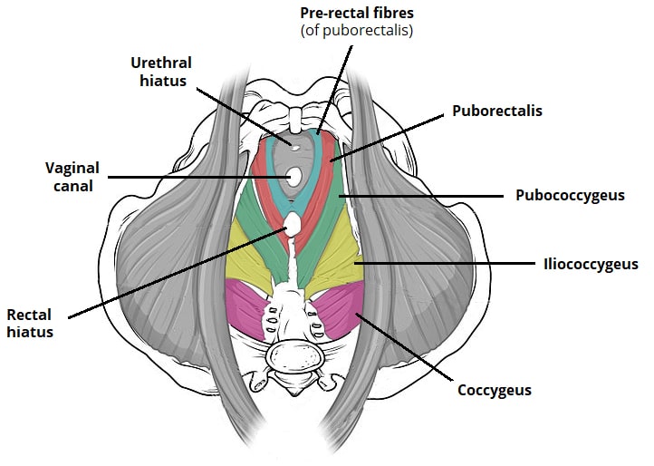 <p><span style="line-height: 0px;">centrum tendineum perinei + lig. anococcygeum + os coccygis</span></p>
