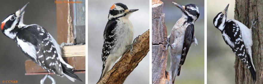 <ul><li><p><span style="background-color: transparent;"><strong>Habitat:</strong> common in mature woodland with medium to large trees, also woodlands, suburbs, parks, and cemeteries, equally common in coniferous forests, deciduous forests, or mixes, also forest edges, around beaver ponds, etc.</span><span>&nbsp;</span></p></li><li><p><span style="background-color: transparent;"><strong>Diet:</strong> mostly insects- particularly larvae of wood-boring beetles and bark beetles, ants, and moth pupae in cocoons, to a lesser extent- bees, wasps, caterpillars, etc., some fruit and seeds</span></p></li><li><p><span style="background-color: transparent;"><strong>Characteristics:</strong> </span><span>medium sized</span><span style="background-color: transparent;"> (almost twice the size of downys), straight-backed posture (lean away tree limbs onto tail feathers), </span><span>black upperparts checked with white on wings, substantial white stripe down top half of back, buffy white belly</span><span style="background-color: transparent;">, black and white striping on head, </span><span>males- red spot on head</span><span style="background-color: transparent;">, square head, big beak relative to head, beak length almost same width of head</span></p></li></ul><p></p>