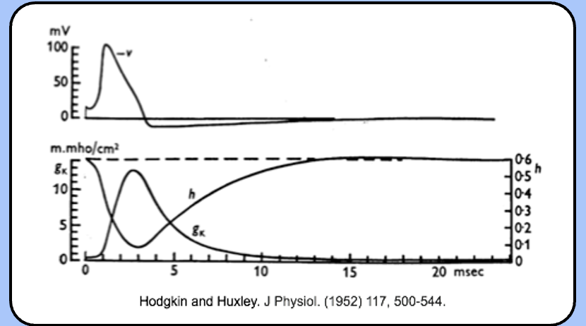 <p><span style="font-family: "Helvetica Light";">not surprisingly, the refractory periods are defined by the values of h and n.</span></p><p><span style="font-family: "Helvetica Light";">immediately after the action potential, h is low, so there are few available sodium channels, and n is high, so I<sub>K</sub> is large.</span></p><p><span style="font-family: "Helvetica Light";">over time, h recovers and n decreases, as the neuron approaches normal excitability.</span></p>