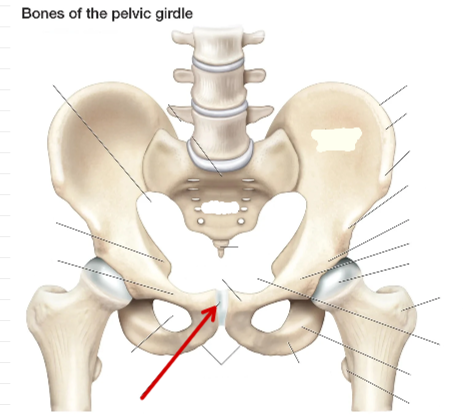 <p>Hip Bone</p>