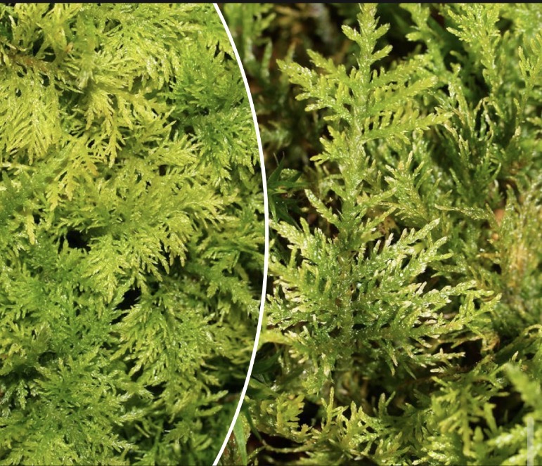 <p>Deblo poddeblo razred red vrsta razrast</p>