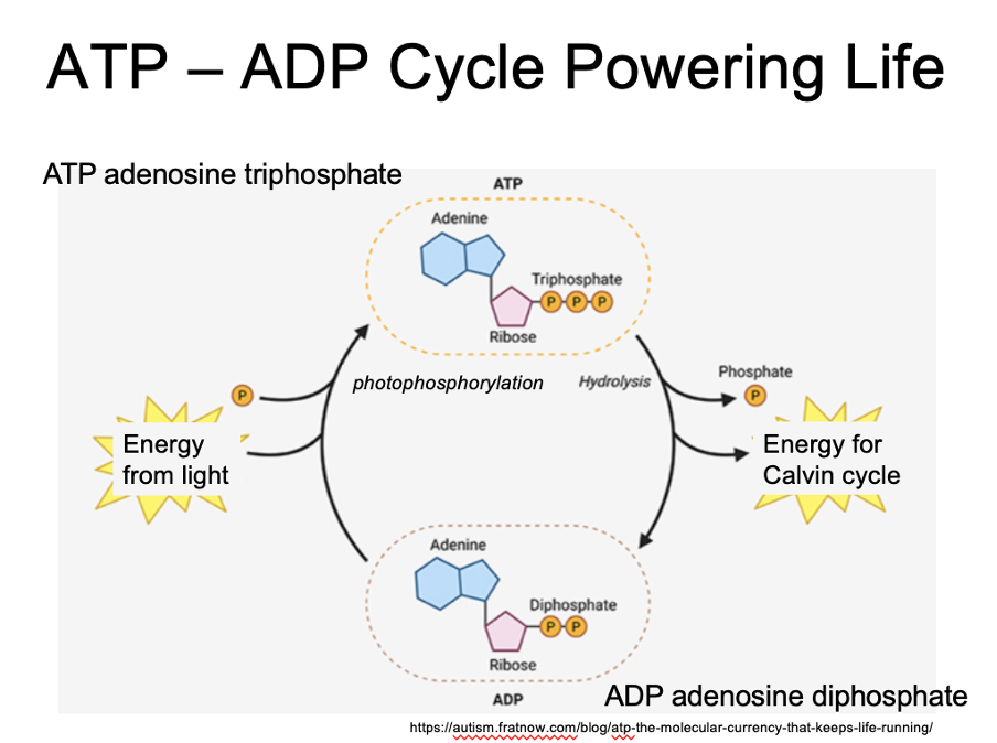 <p>ATP - ADP cycle powering life</p>