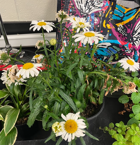 <ul><li><p>look at the flower</p></li><li><p>distinct leaves</p></li></ul><p></p>