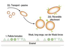<p>1. pellice formation on the surface of teeth (made of antigens with specific shapes</p><p>2. Passive transport </p><p>3. reversible attachment (weak van der waals forces)</p><p>* this is passive, just when the bacteria comes in contact with your teeth, but can still be washed away</p>