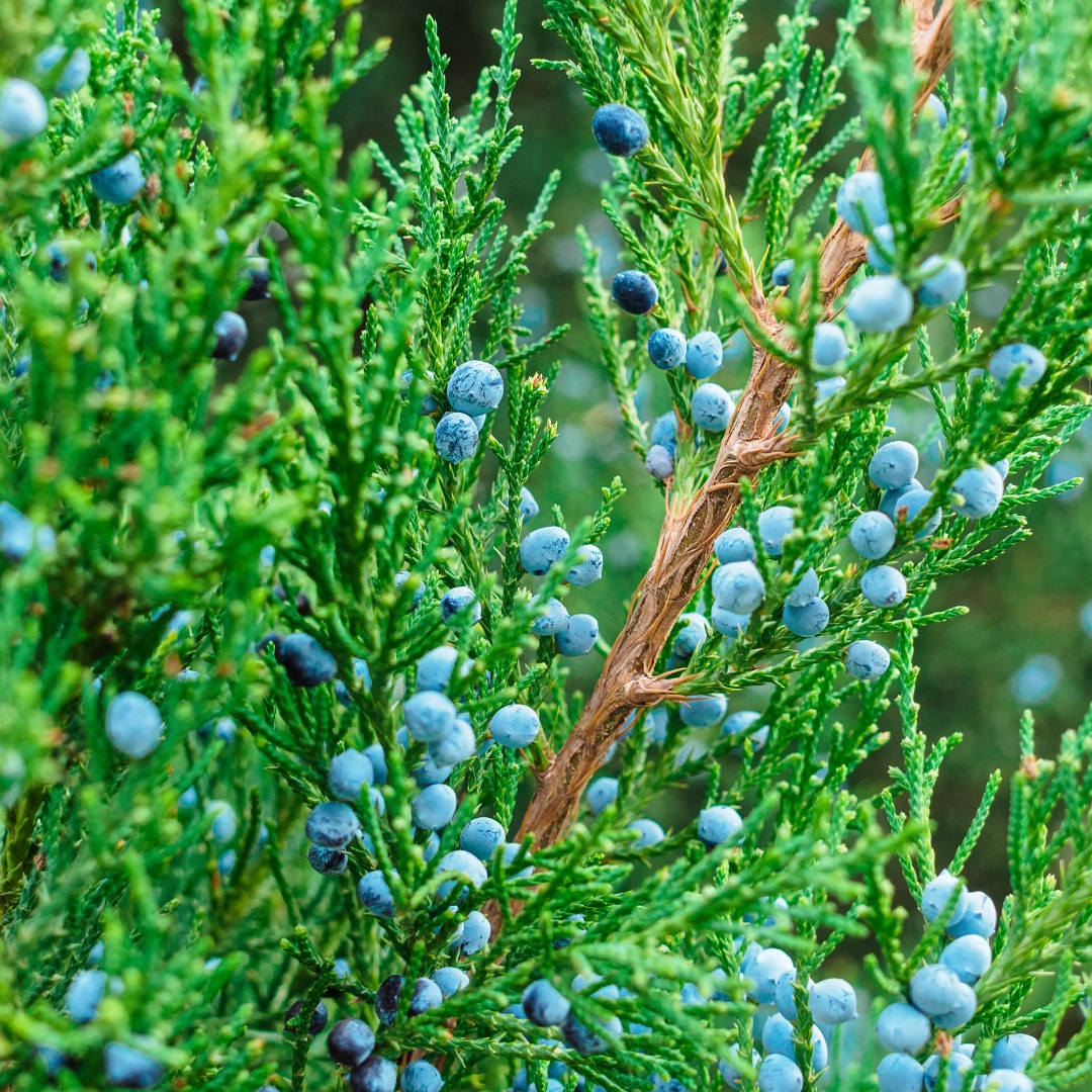<p>Eastern red cedar</p>