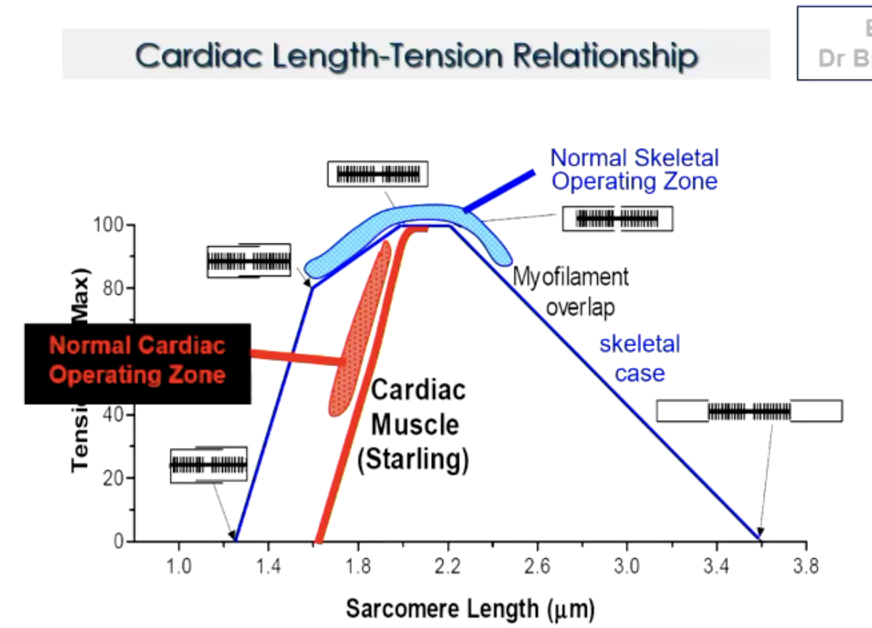 <ul><li><p>similar to skeletal muscle in that it has a length-tension relationship</p></li><li><p>sarcomere length determines tension developed = stroke volume</p></li><li><p>normal cardiac operating zone lower than skeletal</p></li><li><p>no negative relationship (no descending limb)</p></li></ul><p></p><p>heart failure does not equal too much stretch (unlike skeletal)</p><p></p>