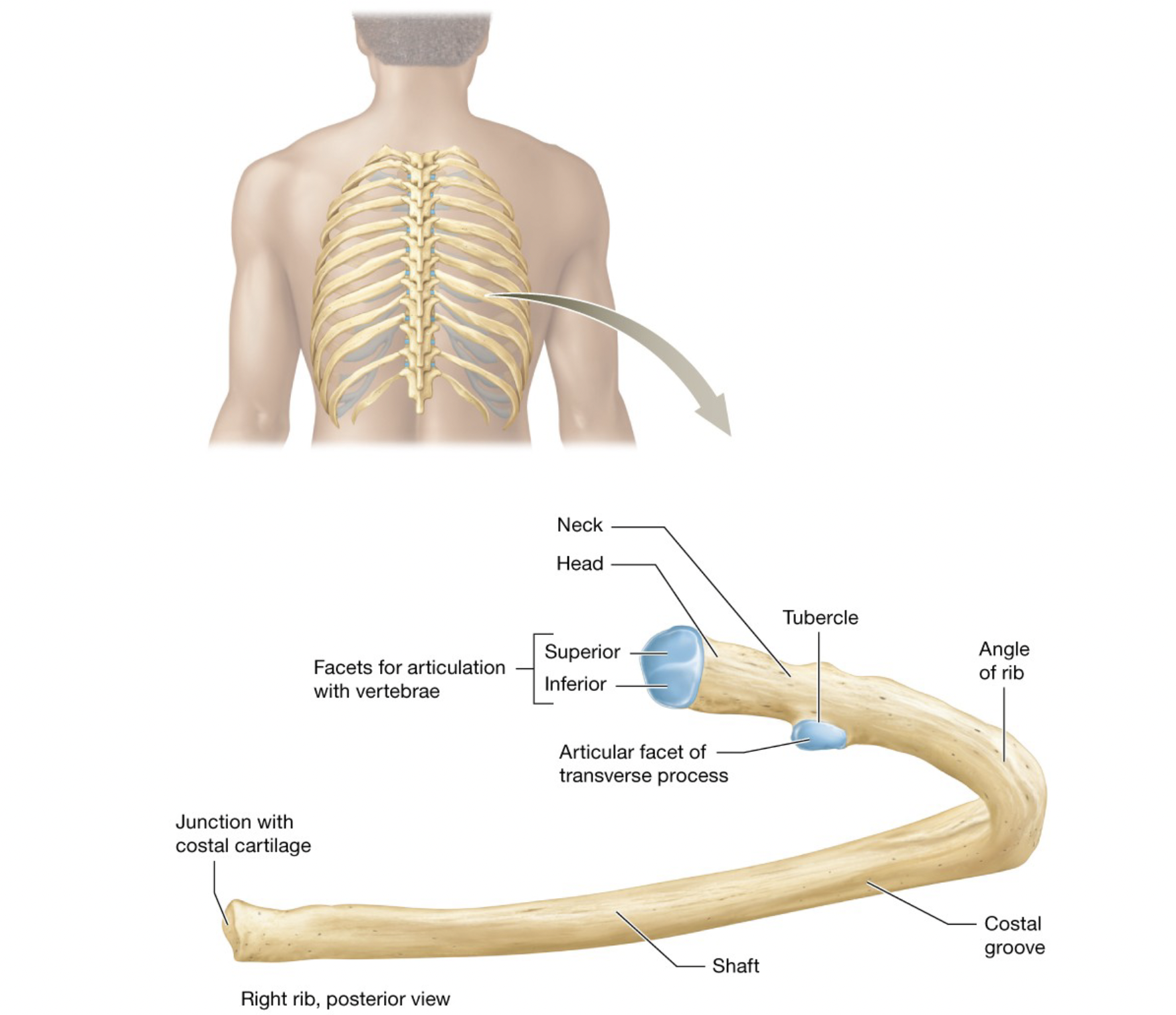 <p>ribs 8-12</p><p>Do not attach to the sternum directly</p><p>includes vertebrochondral ribs and floating (vertebral) ribs</p>