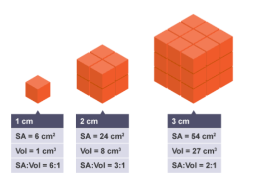 <ul><li><p>The movement of these materials is from an area of high concentration to an area of low concentration.  </p></li><li><p>Organisms that rely on diffusion have a high surface area to volume ratio (they’re smaller-like in the diagram)- This ensures that there is a high rate of diffusion so that the nutrients can get to all parts quickly and that waste is also quickly removed. </p></li></ul><p></p>