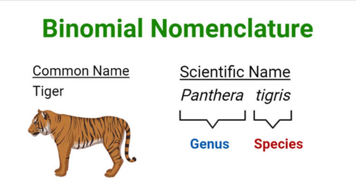 <p>Example: Homo sapiens</p><p>Rules: Genus is capitalized. species is lowercase. Both words are italicized.</p>