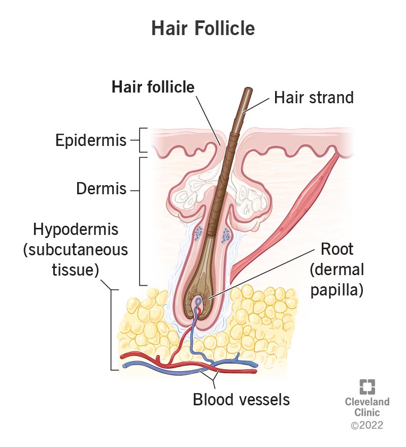 <p>Hair root</p>