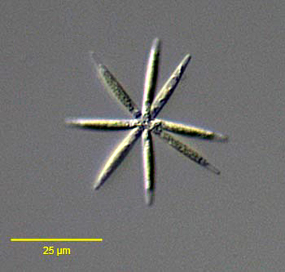<p>Identify</p>