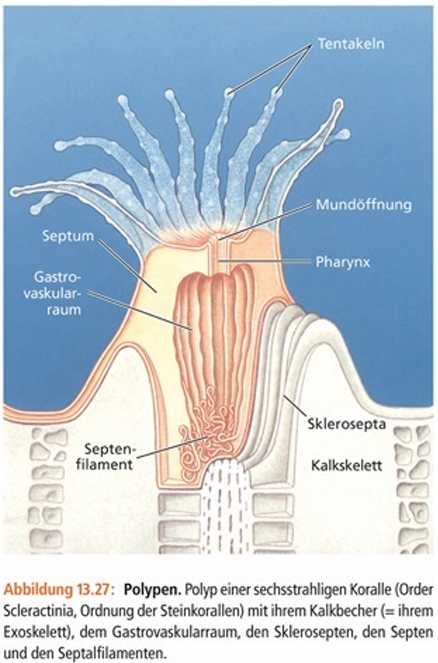 <ul><li><p><span>Meist koloniebildend (Calciumcarbonat aus Wasser ausgefällt)</span></p></li><li><p><span>Fußscheibenectoderm sezerniert Kalk mit Hilfe von endosymbiotischen Zooxanthellen</span></p></li><li><p><span>Skelett aus Basalplatte, radiäre Sclerosepten, Ringwall, Columella</span></p></li></ul><p></p>
