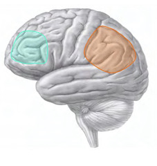 <p>Important for planning and controlling complex behavior.</p>