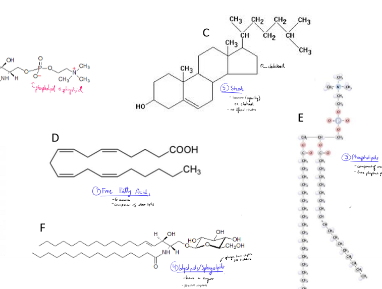 <ul><li><p>free fatty acids - Energy source, component of other lipds</p></li><li><p>Tryiglycerols (triglycerides/fats) - store energy, insulation</p></li><li><p>phospholipids - component of membranes, have a phosphate group</p></li><li><p>glyclolipids/sphingolipids - have a sugar, membrane components</p></li><li><p>sterols - hormones (signalling), most different structure</p></li></ul><p></p>