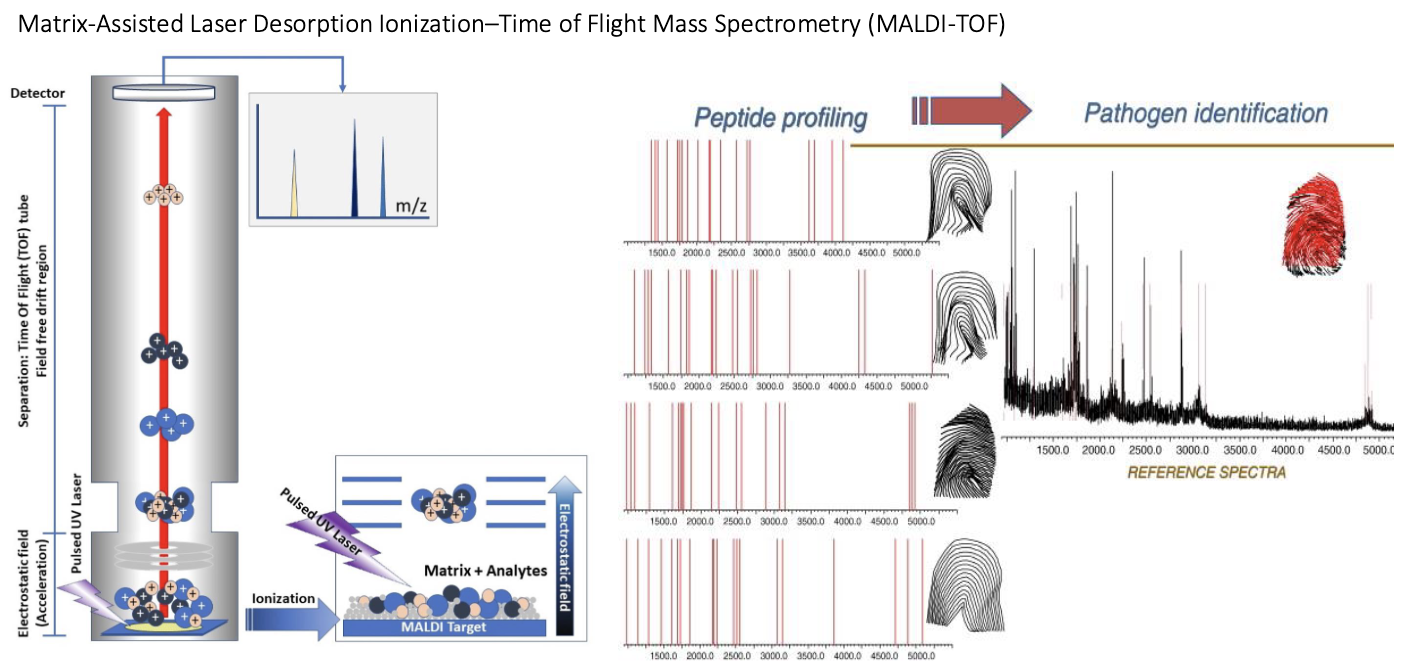 <ul><li><p>Identifies bacteria and some fungi from medical cultures.</p></li></ul><ul><li><p><strong>How it works:</strong></p><ul><li><p>Measures <strong>mass-to-charge ratio (m/z)</strong> of full polypeptides.</p></li><li><p>Produces a <strong>unique peptide/protein fingerprint</strong> for each microorganism.</p></li></ul></li><li><p>Compares sample fingerprint to a <strong>database of known spectra</strong> to identify the organism.</p></li><li><p>Rapid and accurate microbial identification based on protein patterns.</p></li></ul><p></p>