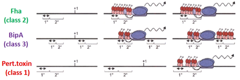<p>= bindingsaffiniteit (hoe goed het eiwit plakt) & de positie van de primaire en secundaire bindingsplaatsen op het DNA.</p><ul><li><p>primaire vs. secundaire bindingsplaatsen</p><p>De actieve, gefosforyleerde regulator (<strong>BvgA-P</strong>, de rode bolletjes op de dia) werkt met een tweetrapsraket:</p><ul><li><p><strong>Primair:</strong> Heeft een <strong>hoge bindingsaffiniteit</strong>. Dit betekent dat zelfs als er nog maar heel weinig BvgA-P in de cel aanwezig is, het direct muurvast aan deze plek plakt. Binding aan deze eerste plek helpt vervolgens om andere regulatoren naar de minder aantrekkelijke <strong>secundaire</strong> site te trekken.</p></li><li><p><strong>BvgA als Activator of Repressor:</strong> Net zoals we bij de algemene transcriptiedia zagen, bepaalt de <strong>positie</strong> van deze bindingssites ten opzichte van de promotor (+1) of de RNA-polymerase (de blauwe ovaal) of het gen aan- of uitgezet wordt.</p></li></ul></li><li><p>mate van bindingsaffiniteit per eiwit</p><ul><li><p><strong>Fha (Class 2 genen - De vroege plakeiwitten)</strong></p><ul><li><p><strong>Het DNA:</strong> De primaire en secundaire bindingssites liggen <strong>vóór</strong> de promotor (+1).</p></li><li><p><strong>Het mechanisme:</strong> Omdat de primaire site een superhoge affiniteit heeft, binden de eerste paar rode bolletjes direct (middelste plaatje). Dit rekruteert meteen de RNA-polymerase. Fha gaat dus <strong>extreem snel AAN</strong> zodra de temperatuur 37 wordt. Het fungeert als een pure <strong>activator</strong>.</p></li></ul></li><li><p><strong>BipA (Class 3 genen - De tussenfase)</strong></p><ul><li><p><strong>Het DNA:</strong> Heeft bindingssites <em>vóór</em> de promotor én <em>achter</em> de promotor.</p></li><li><p><strong>Het mechanisme:</strong> Bij een lage/medium concentratie BvgA-P (middelste plaatje) activeert het de transcriptie vanaf de linkerkant. Maar zodra er heel veel BvgA-P is (rechter plaatje), bezet het ook de rechter bindingssites. De RNA-polymerase wordt nu ingesloten en geblokkeerd. BvgA-P switcht hier dus van <strong>activator naar repressor</strong> naarmate de infectie vordert.</p></li></ul></li><li><p><strong>Pertussis Toxin (Class 1 genen - De late zware wapens)</strong></p><ul><li><p><strong>Het DNA:</strong> De primaire site heeft hier een <strong>lagere affiniteit</strong> omdat de DNA-volgorde net iets anders is (<em>different sequence</em>).</p></li><li><p><strong>Het mechanisme:</strong> Als de bacterie net binnenkomt, is er nog te weinig BvgA-P om aan deze promotor te binden; het gen blijft volledig <strong>UIT</strong> (middelste plaatje). Pas wanneer de bacterie helemaal gesetteld is en de fosfaatcascade op volle toeren draait, is er <em>zoveel</em> BvgA-P in de cel dat het dwingend naar de primaire en secundaire site van het toxine-gen wordt geduwd (rechter plaatje). Pas dán start de productie van het kinkhoest-toxine.</p></li></ul></li></ul></li></ul><p></p>