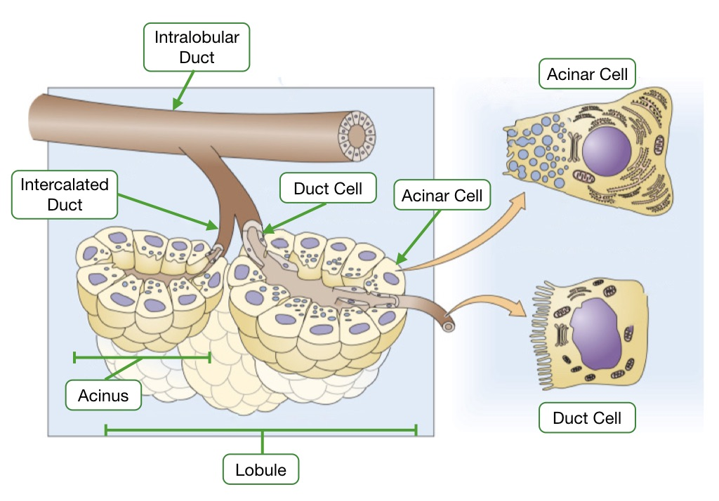 <p>what cells synthesize and secrete proteins into lumen of pancreas</p>