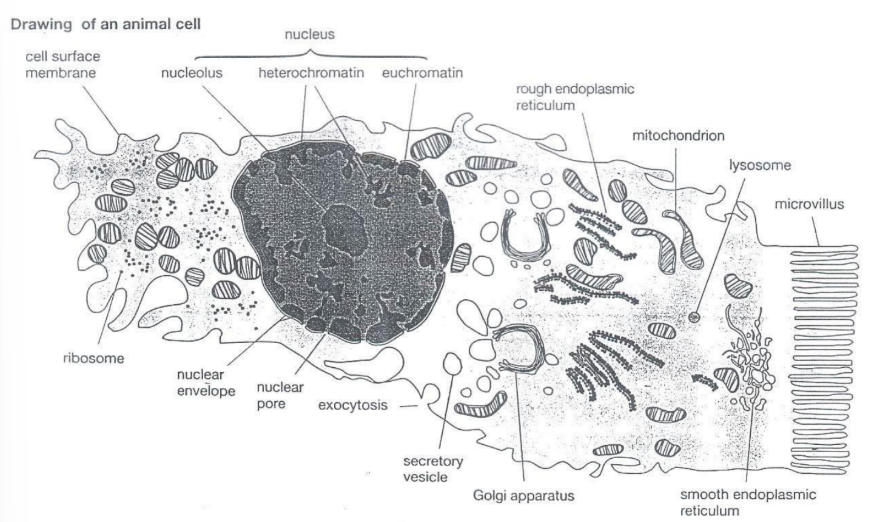 knowt flashcard image