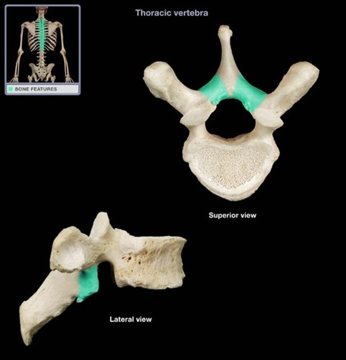 <p>part of the vertebral arch</p>