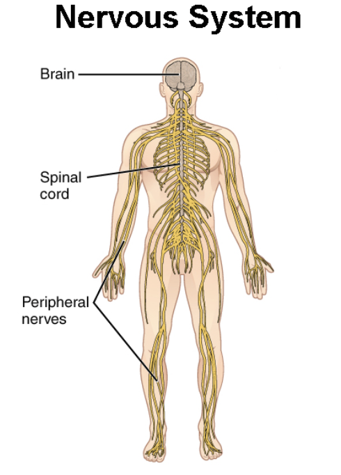 <p>Replays impulses to the body, main control center. Main organs: Brain and spinal cord</p>