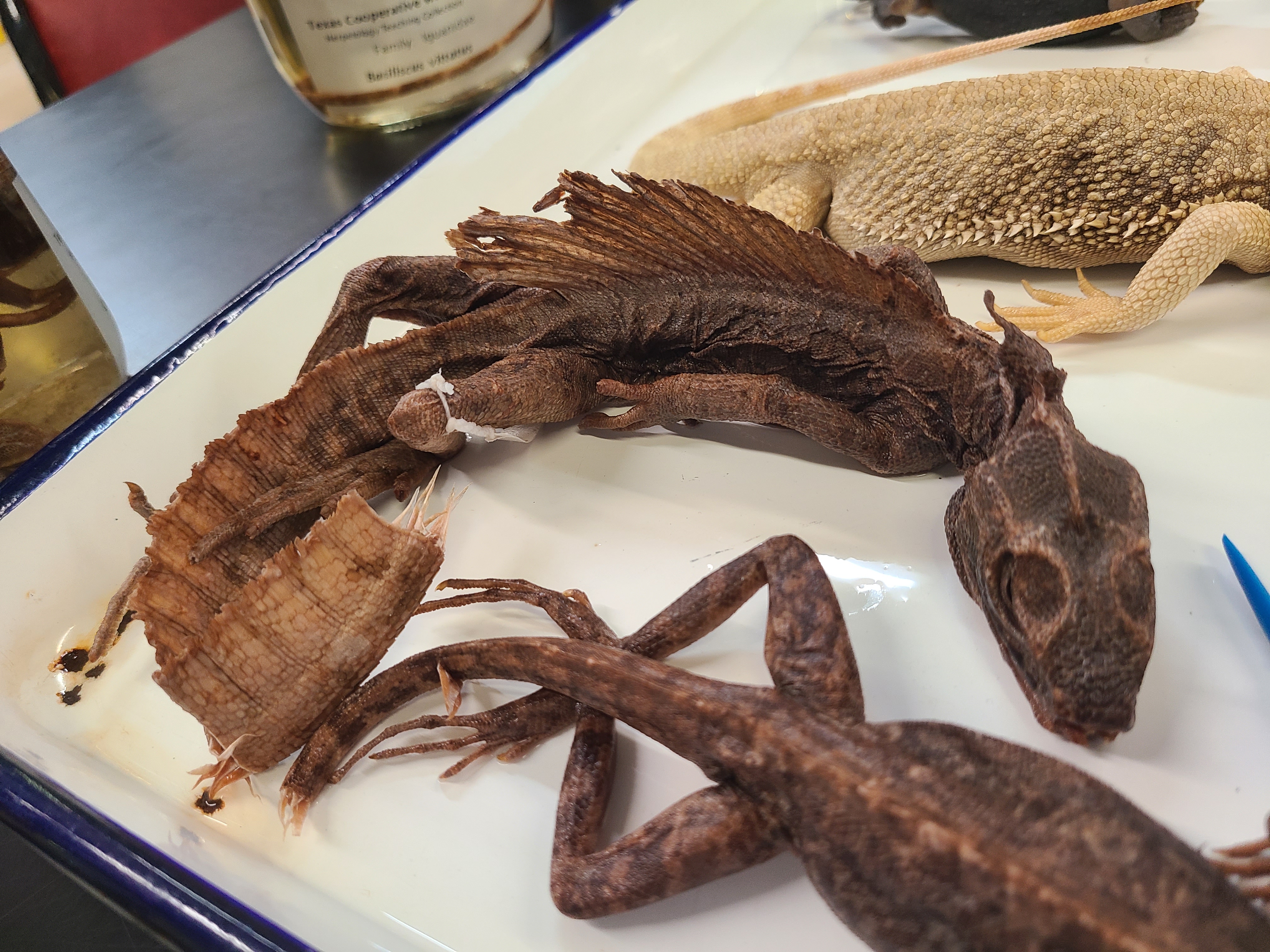 <p>Order and Family of Basiliscus vittatus</p>