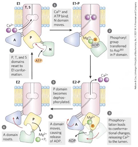 <p><span style="background-color: transparent;"><span>1. Ca2+ and ATP bind; N domain moves</span></span></p><p><span style="background-color: transparent;"><span>2. Phosphoryl group transferred to Asap351 in P domain&nbsp;</span></span></p><p><span style="background-color: transparent;"><span>3. Phosphorylation leads to conformational changes, releasing Ca2+ to the lumen</span></span></p><p><span style="background-color: transparent;"><span>4. A domain moves causing release of ADP</span></span></p><p><span style="background-color: transparent;"><span>5. P domain becomes dephosphorylated</span></span></p><p><span style="background-color: transparent;"><span>6. A domain resets</span></span></p><p><span style="background-color: transparent;"><span>7. P, T, and S domains reset to E1 conformation</span></span></p><p><span style="background-color: transparent;"><span>Also has an A P and N domain</span></span></p>
