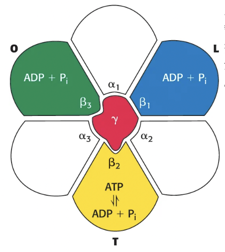 <p>The binding-change mechanism</p><ul><li><p>the β subunits exist in three distinct conformations at a time:</p></li><li><p>Open (O) → nucleotides can freely bind/release from subunit</p></li><li><p>Loose (L) → nucleotides are trapped in the subunit</p></li><li><p>Tight (T) → ADP + Pi catalyzed to form ATP (binds ATP with high affinity)</p></li><li><p>when the proton gradient spins the c ring, the γ subunit follows and rotates the F1 subunit, causing the β subunits to change conformation (T → O → L → T), releasing the ATP formed by the T subunit</p></li><li><p>a full 360 degree rotation produces 3 ATP molecules</p></li></ul><p></p>
