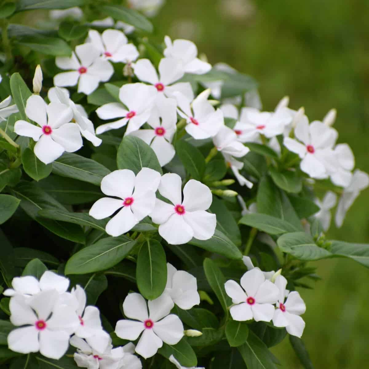 <p>Orange, red, white flower</p><p>opposite leaves, entire margins</p><p>light green vein</p>