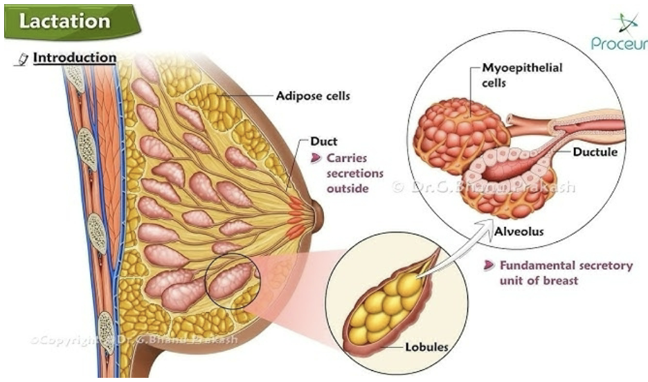 <p><strong>Prolactin</strong>: hormone that stimulates milk production.</p><ul><li><p>Stimulated by suckling</p></li></ul><p><strong>Oxytocin</strong>: hormone responsible for ejection of milk from milk gland.</p><ul><li><p>Stimulated by suckling or nipple stimulation</p></li><li><p>Acts on uterus during & after delivery</p></li></ul><p></p>