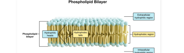 <ul><li><p>Composed of a <strong>glycerol backbone, one phosphate group</strong>, and <strong>two fatty acid tails</strong></p><ul><li><p><strong>Amphipathic</strong>: Phosphate “head group” is polar and hydrophilic while the fatty acids are nonpolar and hydrophobic</p></li><li><p>Spontaneously form bilayers in aqueous solutions</p></li></ul></li></ul><p></p>