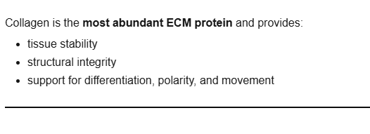 <p>tissue stability, structural integrity, support for differentiation, polarity, and movement</p>