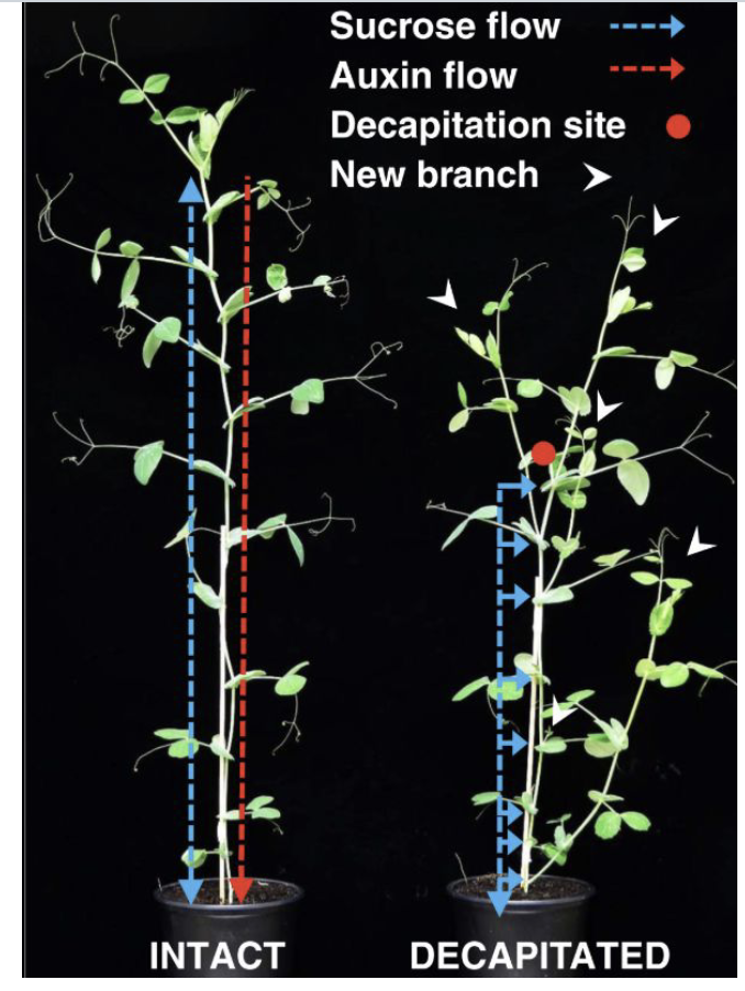 <p>Produced in shoot tips → transported to roots. Promotes meristematic differentiation, cell elongation, leaf development, apical dominance, and tropisms. Inhibits lateral (side) branch growth.</p>