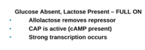 <p><span>Glucose absent, lactose present</span></p>
